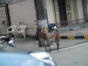 Mumbai 1 115 (Medium)