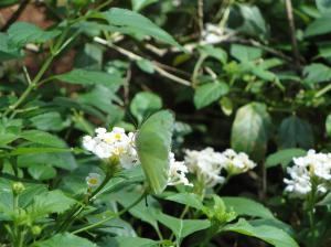 Mumbai 1 147 (Medium)